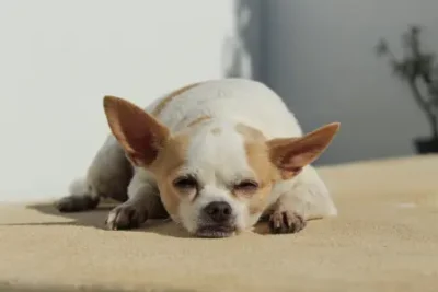 Nombres para perros Chihuahuas