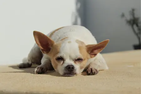 Nombres para perros Chihuahuas