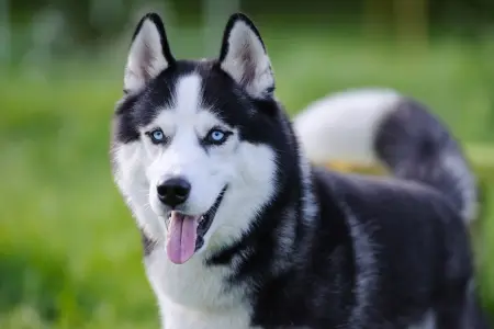Nombres para perros Husky
