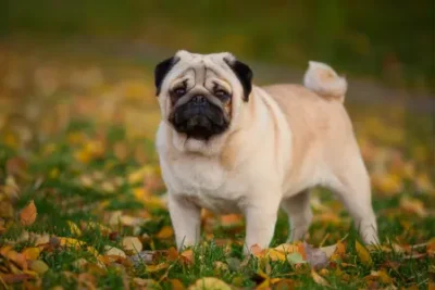 Nombres para perros Pug