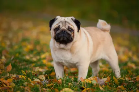 Nombres para perros Pug