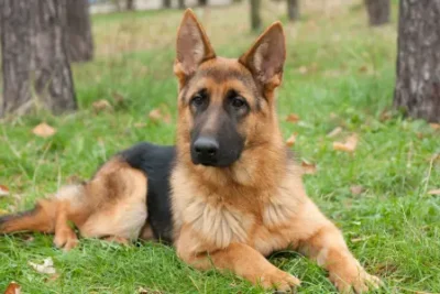 Nombres para perros Pastor Alemán