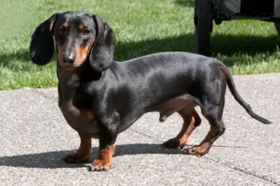Nombres para perro salchicha