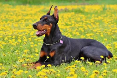 Nombres para perros Doberman