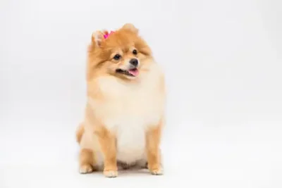Nombres para perros Pomerania