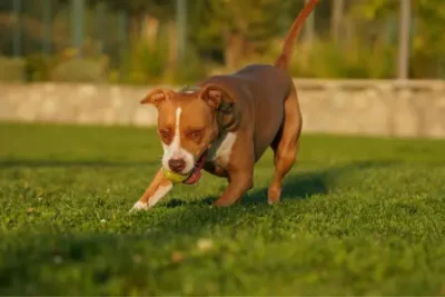 Nombres Pitbull