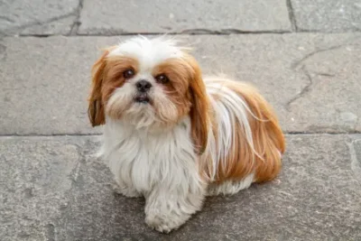 Nombres Shih Tzu
