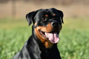 Nombres Rottweiler