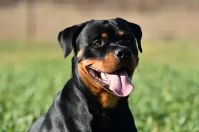 Nombres Rottweiler