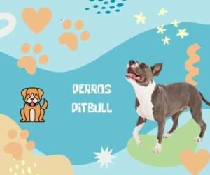 nombres Pitbull