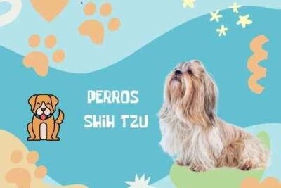 Nombres Shih Tzu