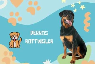 Nombres Rottweiler