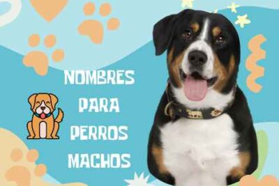 nombres para perros machos