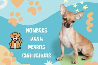 nombres para perros Chihuahuas