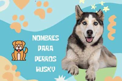 Nombres para perros Husky