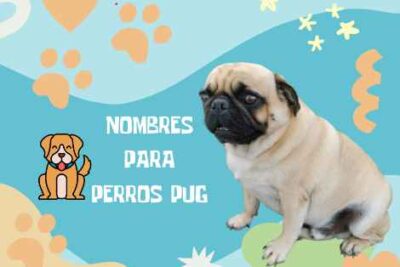 Nombres pug