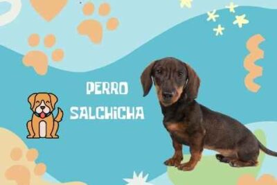 Nombres perro salchicha