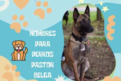 nombres para perros Pastor Belga