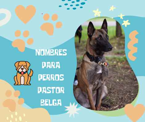 nombres para perros Pastor Belga