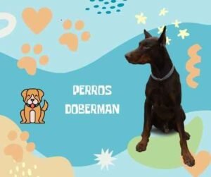 nombres Doberman