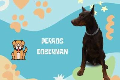 nombres Doberman