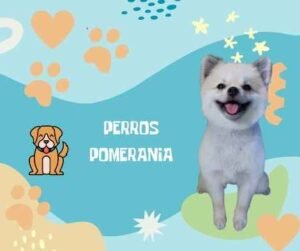 Nombres Pomerania
