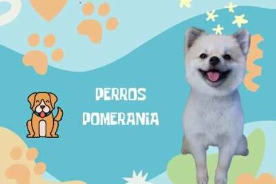 Nombres Pomerania