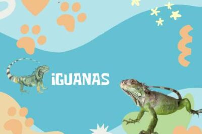 Nombres Iguanas