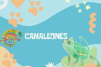 Nombres Camaleones