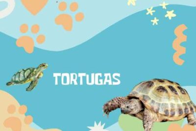 Nombres Tortugas