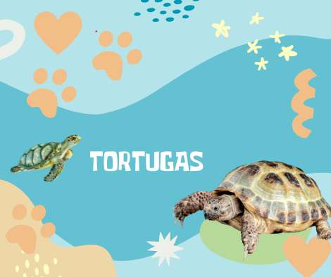 Nombres Tortugas