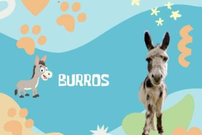 nombres Burros