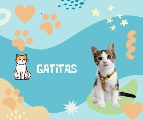 Nombres Gatitas