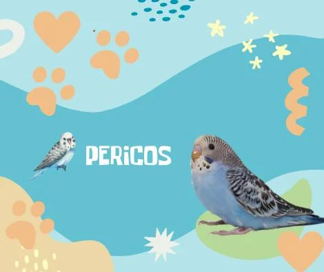 Nombres Pericos