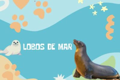 Nombres Lobos de Mar