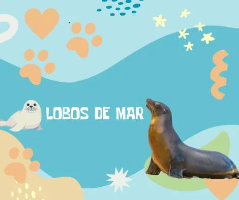 Nombres Lobos de Mar
