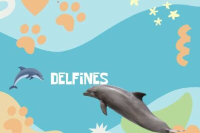 Nombres Delfines