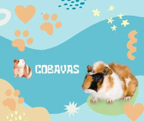 Nombres Cobayas