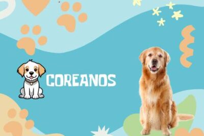 Nombres Coreanos Perros