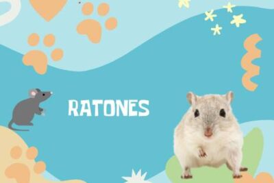 Nombres Ratones