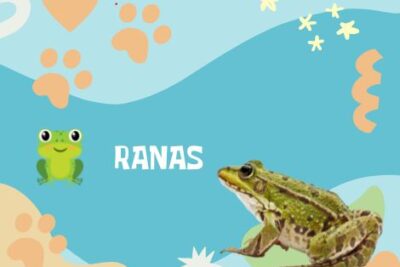 Nombres Ranas