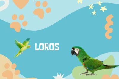 Nombres Loros