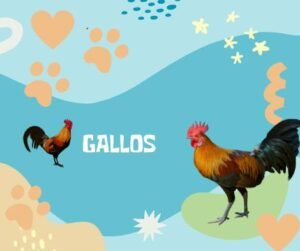Nombres Gallos