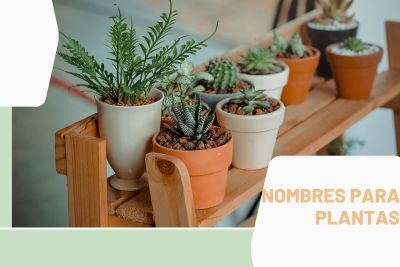 Nombres Plantas