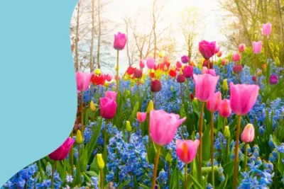Flores Ñ