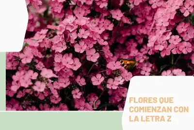 Flores Z