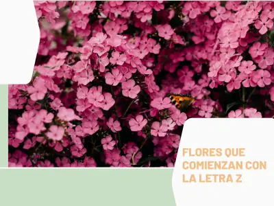 Flores Z