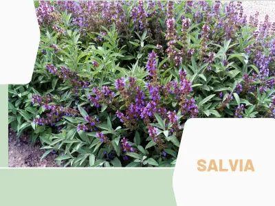 Salvia (Salvia officinalis)