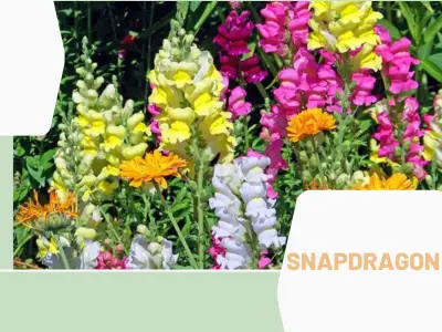 Snapdragon (Antirrhinum majus)