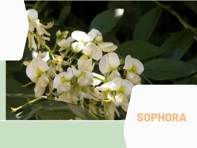 Sophora (Sophora japonica)